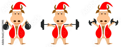 Set of vector images of a bull in a santa claus costume. The bull goes in for sports and holds weights, dumbbells and a barbell on his shoulders
