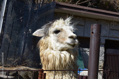 ラマの顔