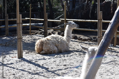座ったラマの後姿