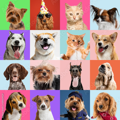 Stylish adorable dogs and cats posing. Cute pets happy. The different purebred puppies and cats. Art collage isolated on multicolored studio background. Front view, modern design. Various breeds. © master1305