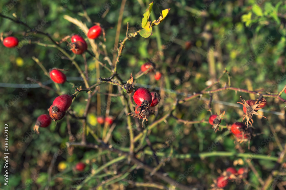 Close up of shiny red rose hips on a sunny autumn day Close up of shiny red rose hips on a sunny autumn day