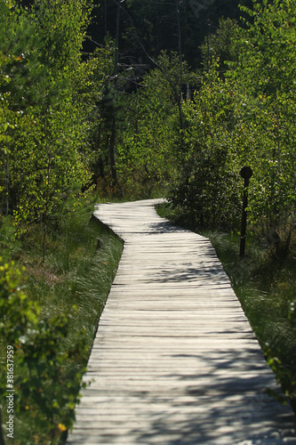 Wooden trail through the wetland to protect the environment from damage, Kaunas district, Dubrava cognitive trail photo