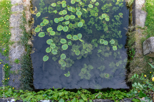 lily pads in Irish canal