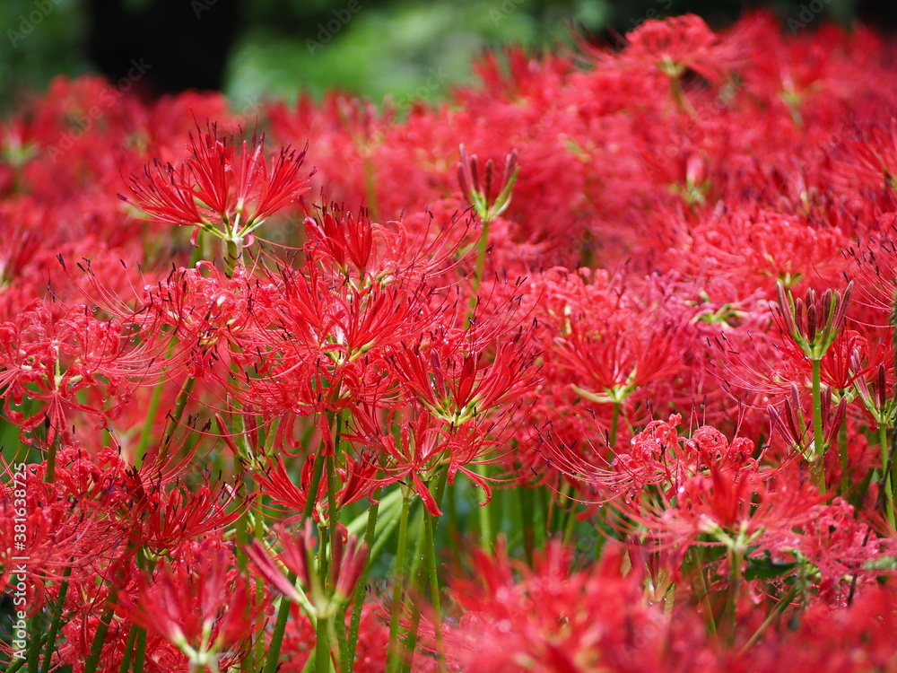 雨上がりの真っ赤な彼岸花
