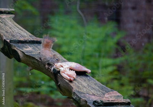 Squirrel Eating Chicken