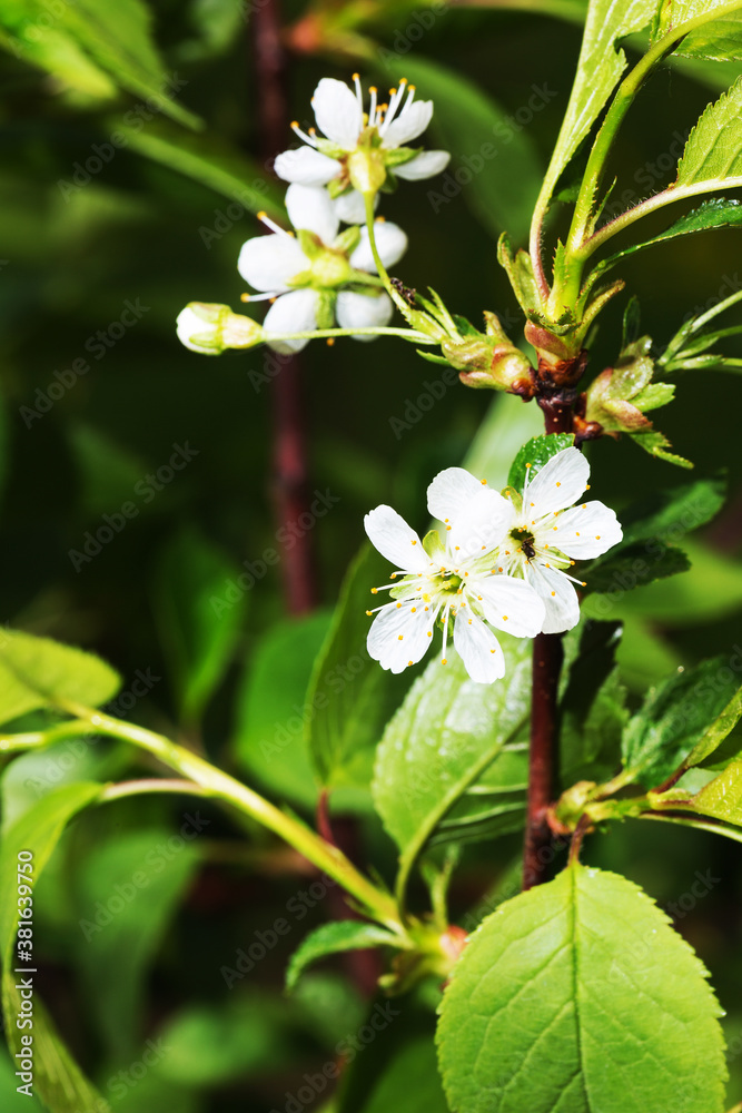 long-awaited spring after winter fruit trees bloom long-awaited spring after winter fruit trees bloom