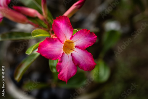 Adenium obesum. Blooming pink desert rose. Japanese frangipani flower. Flowers blossom. Nature background. Close up. Bali, Indonesia