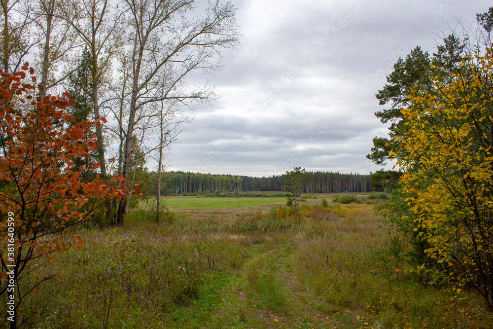 Autumn fields and forests. Autumn field, yellowing foliage and forest in the distance