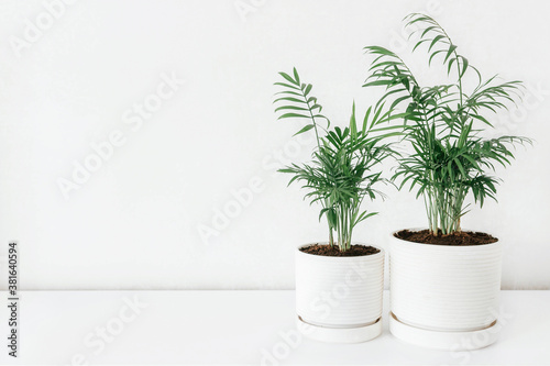 Two Chamaedorea in a white ceramic pots with the white wall for copy space. Modern houseplants. Minimal style.