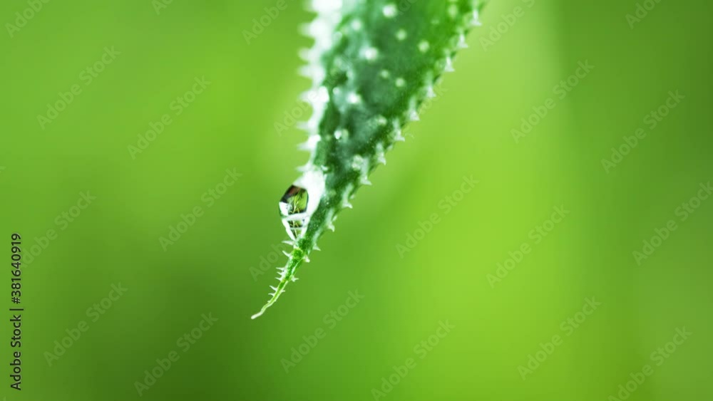 Super slow motion of falling water drop from leaf. Filmed on high speed cinema camera, 1000fps. Shallow depth of focus. Super slow motion of falling water drop from leaf. Filmed on high speed cinema camera, 1000fps. Shallow depth of focus.