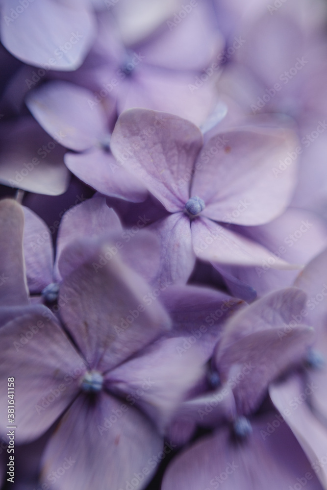 Purple hydrangea flower with solf light. Web banner, nature background. Flowering hortensia plant. Purple hydrangea flower with solf light. Web banner, nature background. Flowering hortensia plant.