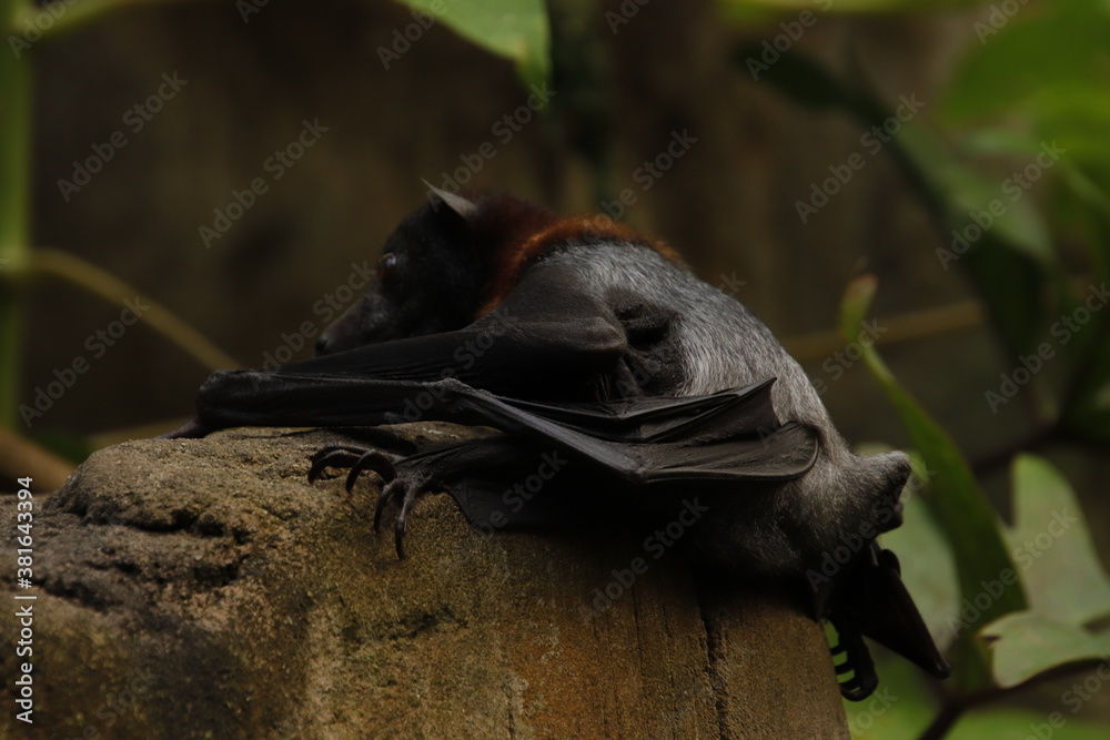 Obraz premium Flugfuchs