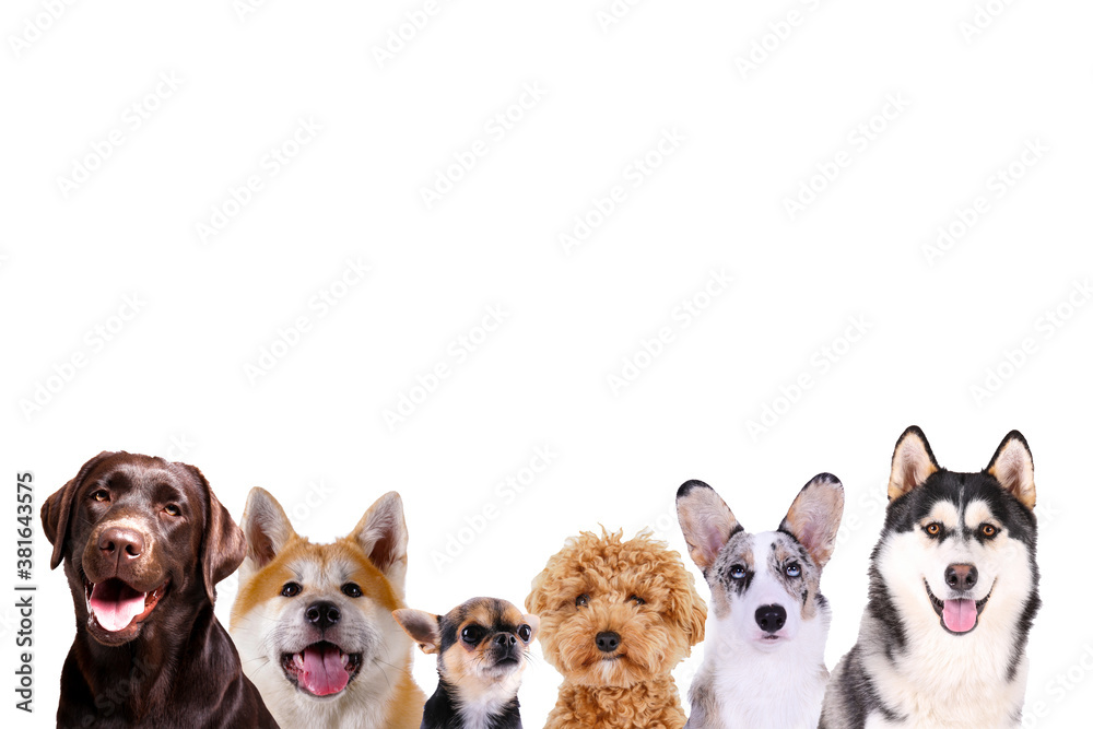 Collage of different purebred dogs. Close up, copy space, isolated background.