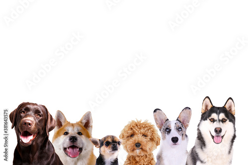 Collage of different purebred dogs. Close up, copy space, isolated background. © Evrymmnt