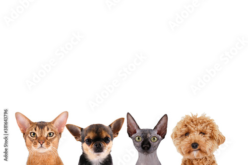 Fototapeta Naklejka Na Ścianę i Meble -  Collage of different purebred dogs and cats. Close up, copy space, isolated background.