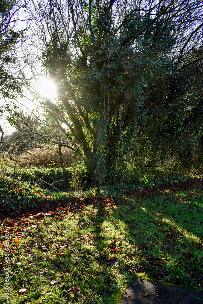 Fototapeta premium Beautiful Irish Green Wild Vegetation