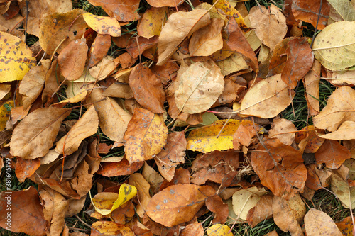 Autumn leaves on the ground. Dry leaves fallen from the tree. Autumn background. 