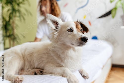 Dog lying on a bed with a blurred man on background