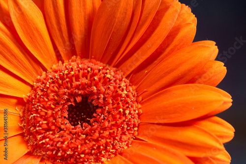 Orange flower herbera against a dark background