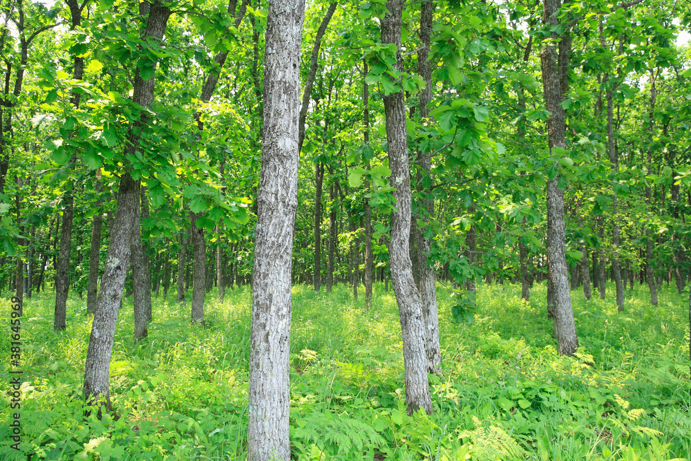 Obraz premium カシワ林