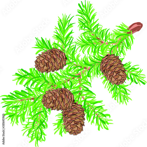 a sprig of green spruce with cones isolated on a white background, festive design and decoration