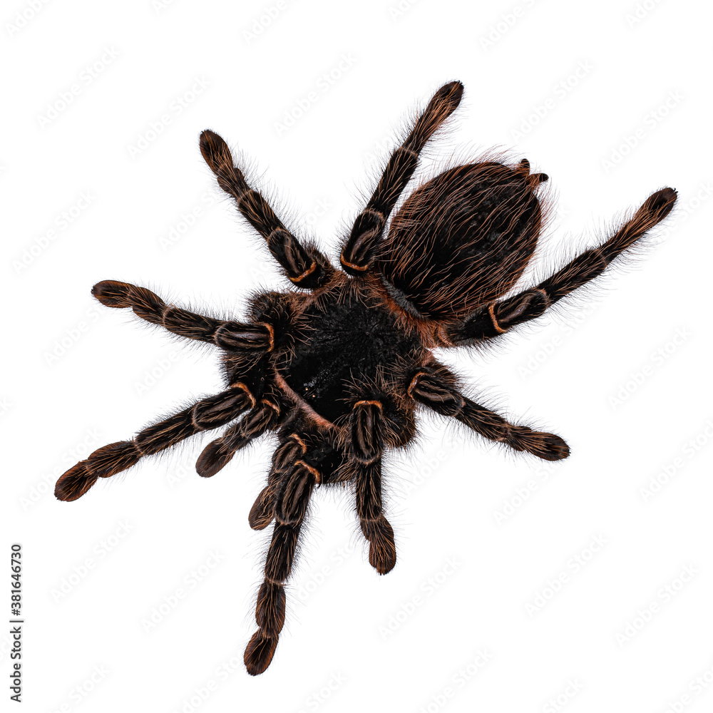 Top view of mature female Brazilian salmon pink birdeater spider aka Lasiodara parahybana. Isolated on white background.