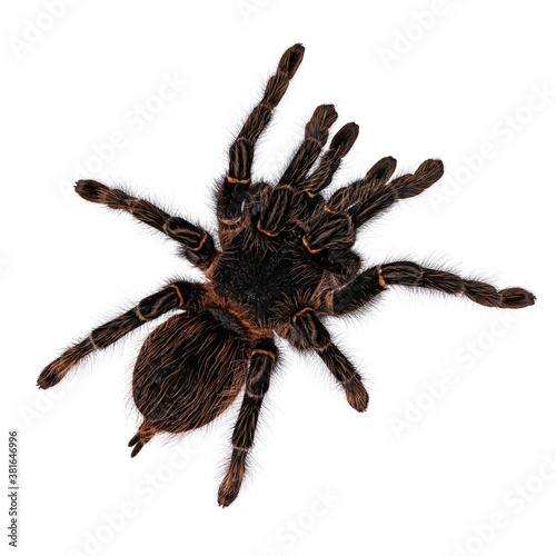Top view of mature female Brazilian salmon pink birdeater spider aka Lasiodara parahybana. Isolated on white background. Front legs in hiding position.