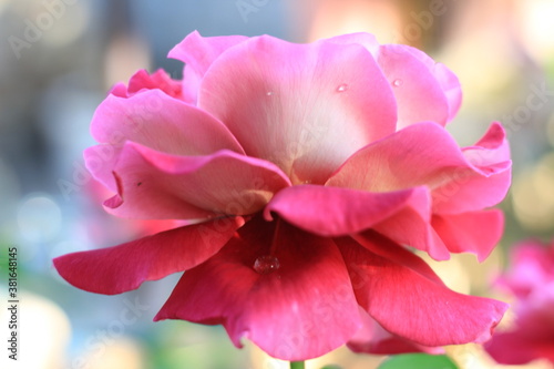 pink rose flower.water drops.my garden