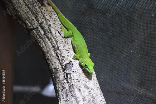 緑色の爬虫類