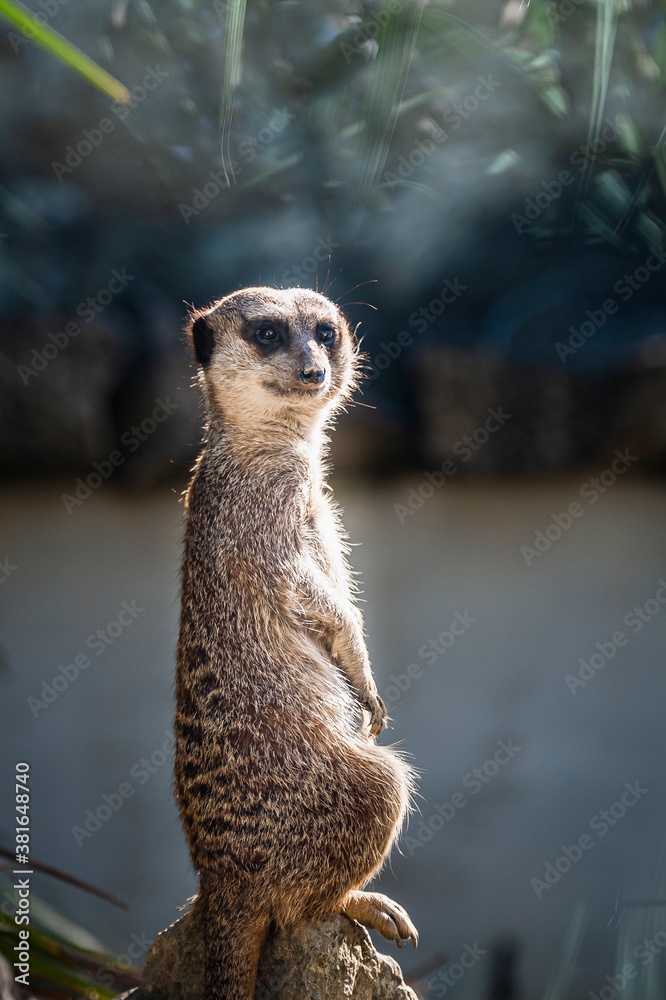 Fototapeta premium Adorable suricate en train de faire le guet sur un rocher