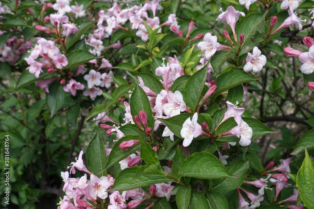 Foliage, pink flowers and buds of Weigela florida in mid May Foliage, pink flowers and buds of Weigela florida in mid May