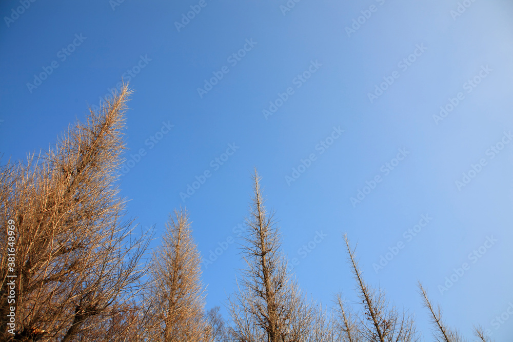 いちょうの木 いちょうの木