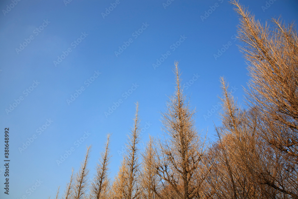 Fototapeta premium いちょうの木