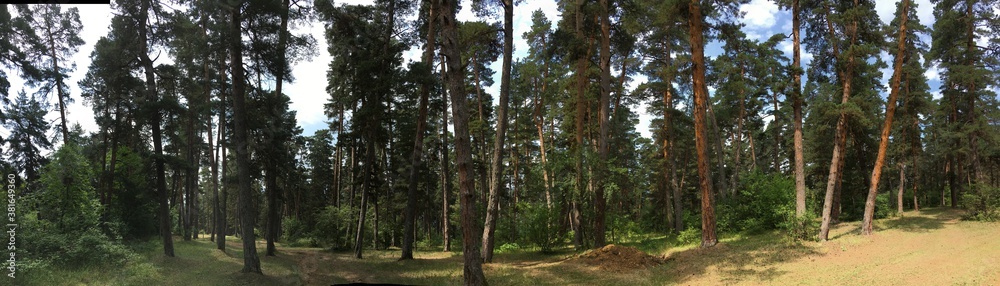 Fototapeta premium rain in the forest