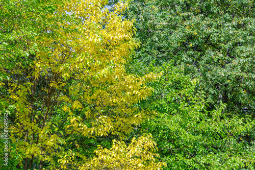 Colorful tree branches with bright foliage in golden autumn season