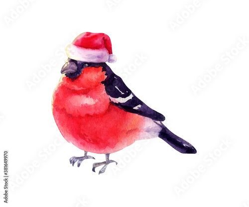 Funny bird bullfinch in red santa cap on white background
