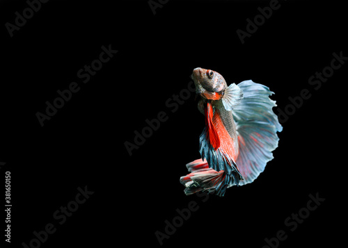 Betta fish, siamese fighting fish, dancing and isolated in black background. (Ikan Cupang menari)