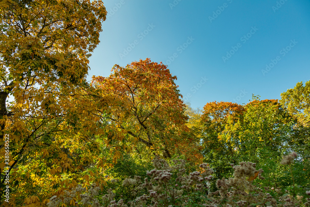 Colorful tree branches with bright foliage in golden autumn season