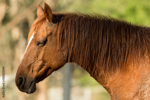 Red dreadlocks horse © Barry