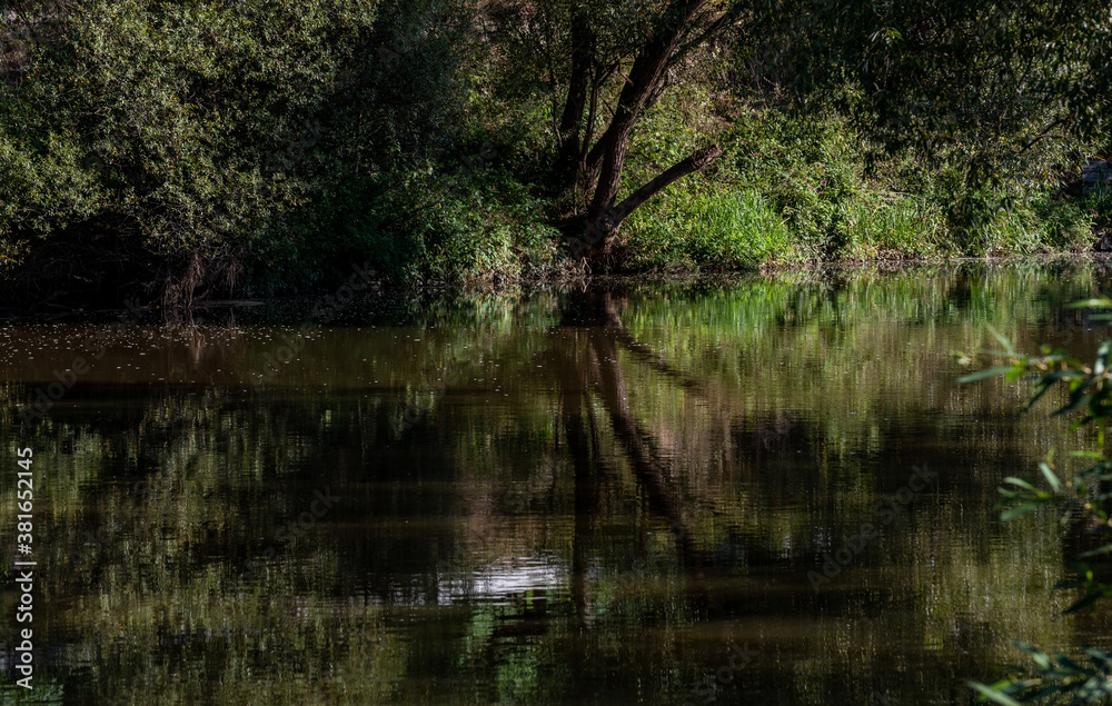 tree trunks on the river bank reflected on the surface