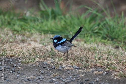 Australian blue wagtail on the ground