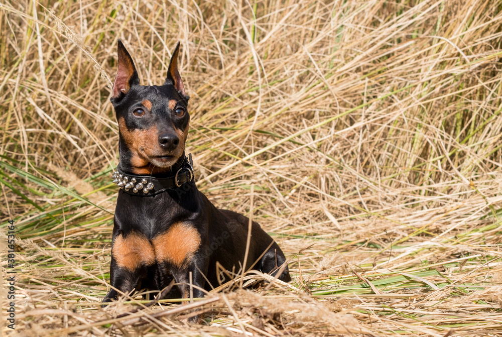 The miniature pinscher dog sits in the grass, hay, dry grass. In a fashionable collar with spikes. The miniature pinscher dog sits in the grass, hay, dry grass. In a fashionable collar with spikes.
