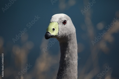 goose head closeup