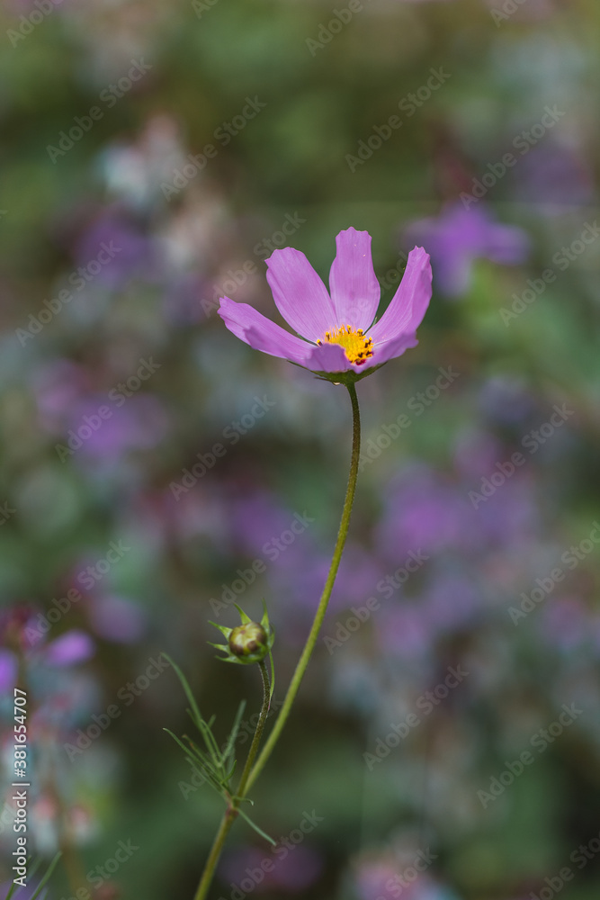 cosmos flower over green background cosmos flower over green background