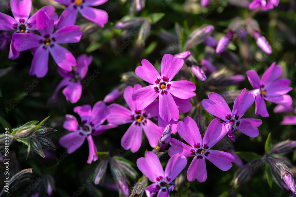 Nice purple flowers and green leaves spring nature macro Nice purple flowers and green leaves spring nature macro