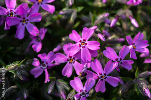 Nice purple flowers and green leaves spring nature macro 