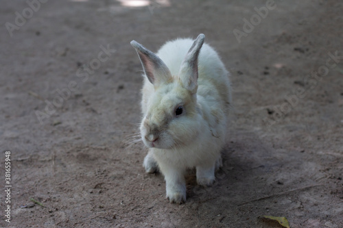 White rabbit sitting on the cement floor.