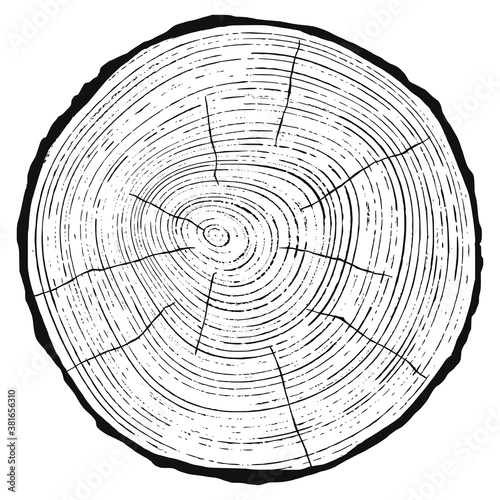 Log cut, vector illustration. Tree rings pattern, shades of gray. 