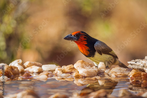 Black collared Barbet in Kruger National park, South Africa ; Specie Lybius torquatus family of Ramphastidae photo