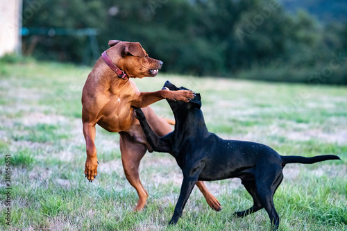 Принти на полотні Dogs attack